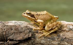 FactLabyrinth's tweet photo. Prior to the advent of modern refrigeration, some communities in Finland and Russia dropped live brown frogs into their milk containers to keep the milk from spoiling. Scientists later discovered that the frogs released antimicrobial peptides that kept the milk safer for longer. https://t.co/duSPm2kKN5