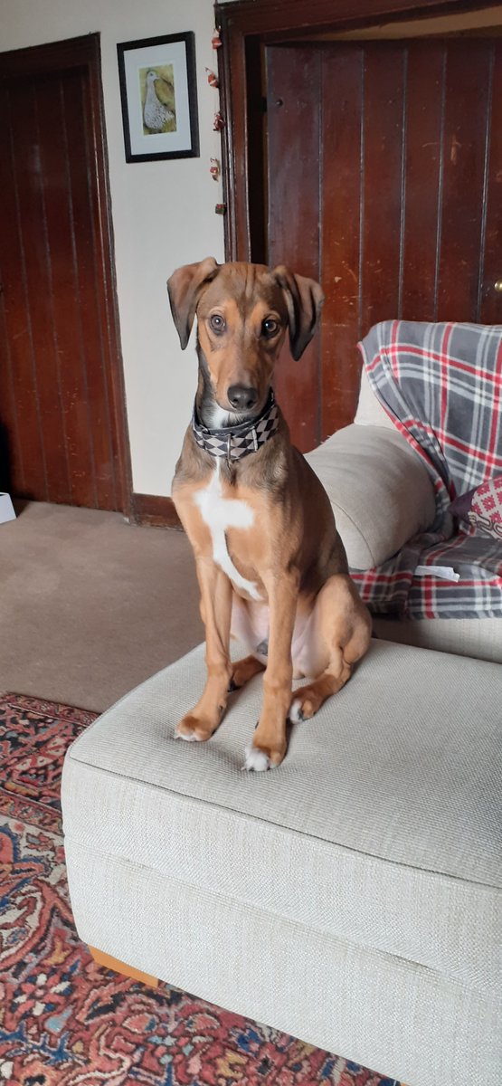 Lesley Keay tweet media