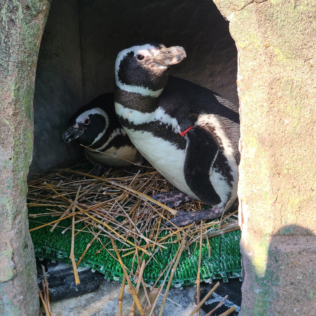 寺泊水族博物館【公式】 tweet media