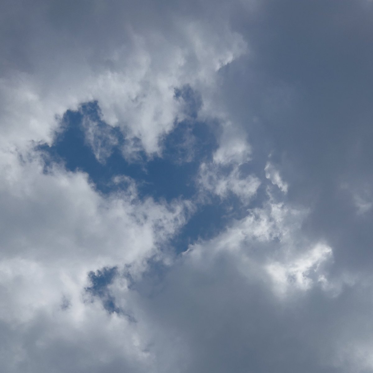 # مستعار مؤقتآ . .  tweet media