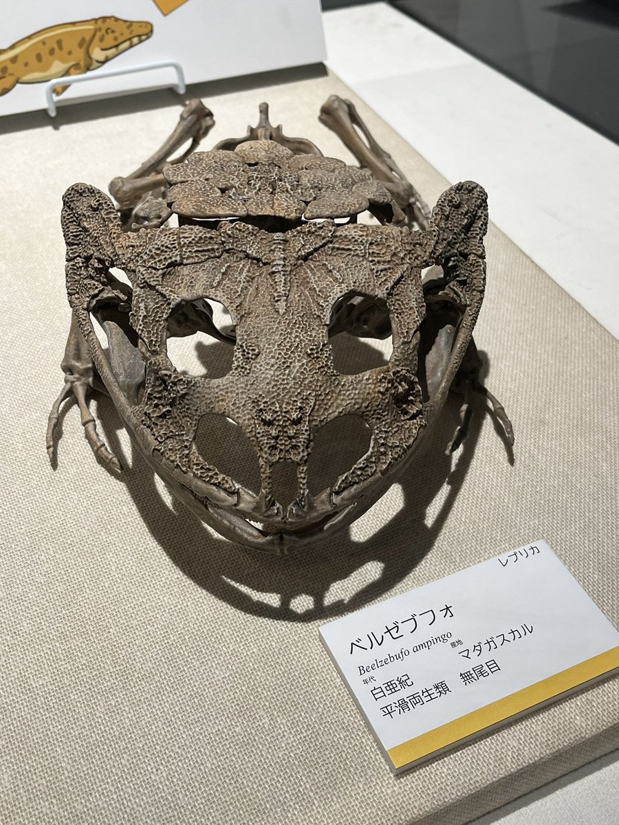 マシュマー・テロ tweet media