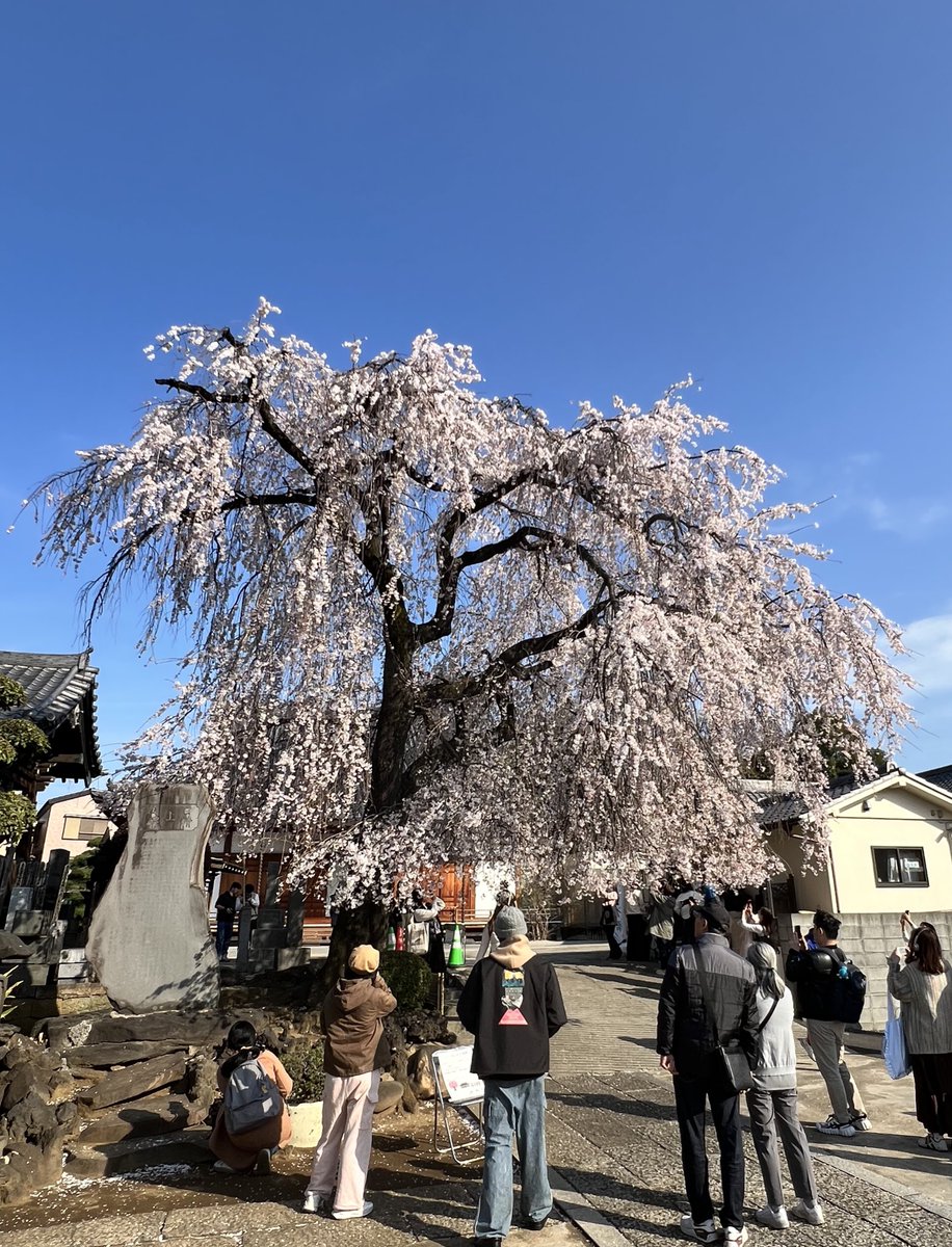 bugatsu's tweet photo. 枝垂れ桜満開（長明寺、本行寺/谷根千界隈） https://t.co/8FIov9j9ta