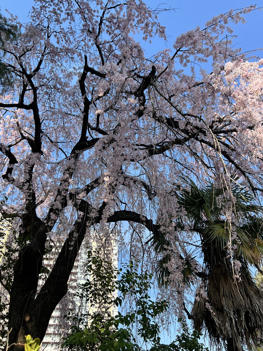 bugatsu's tweet photo. 枝垂れ桜満開（長明寺、本行寺/谷根千界隈） https://t.co/8FIov9j9ta