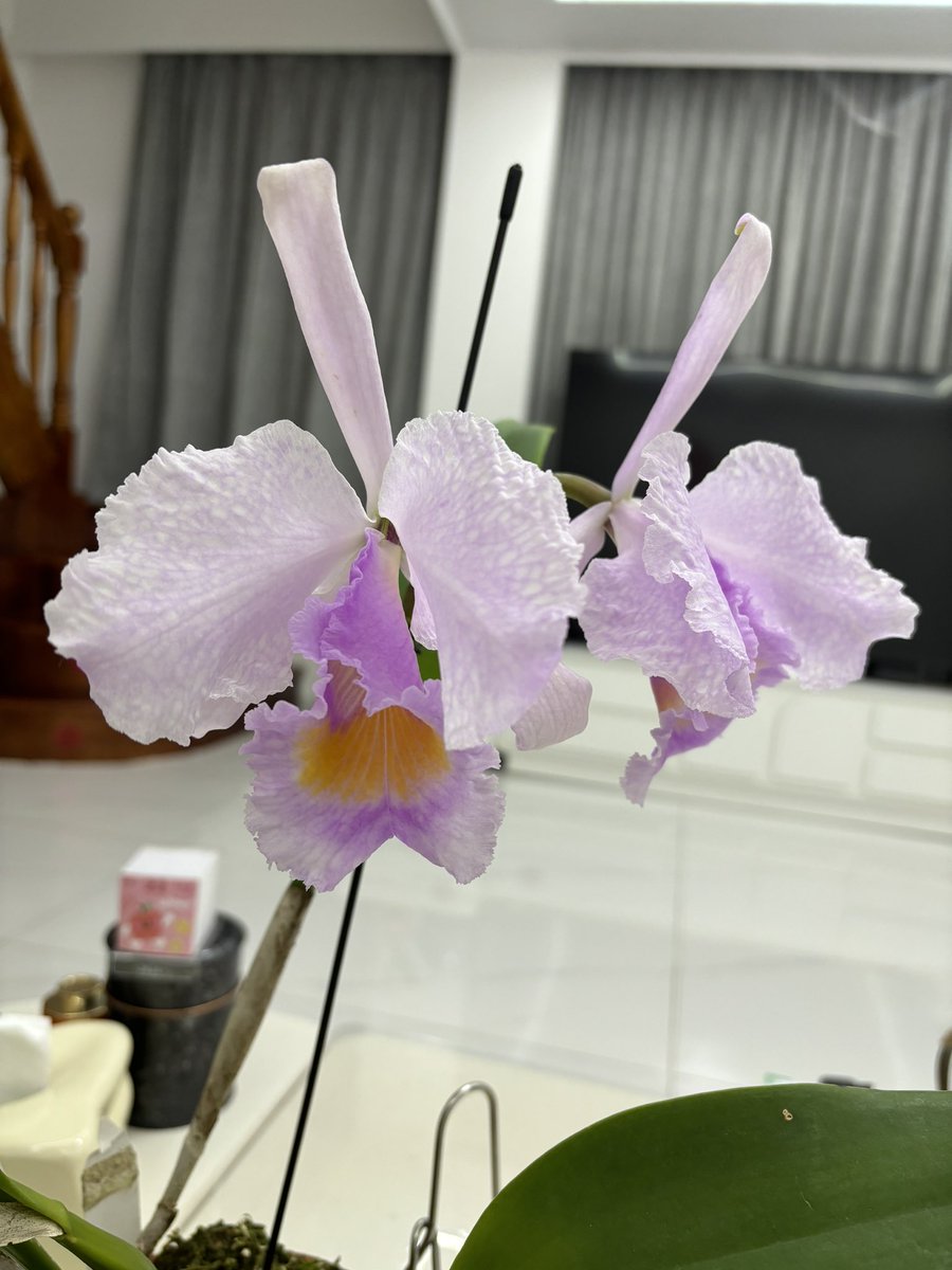 XikaiYan's tweet photo. C. schroederae https://t.co/lJaIY8z14S