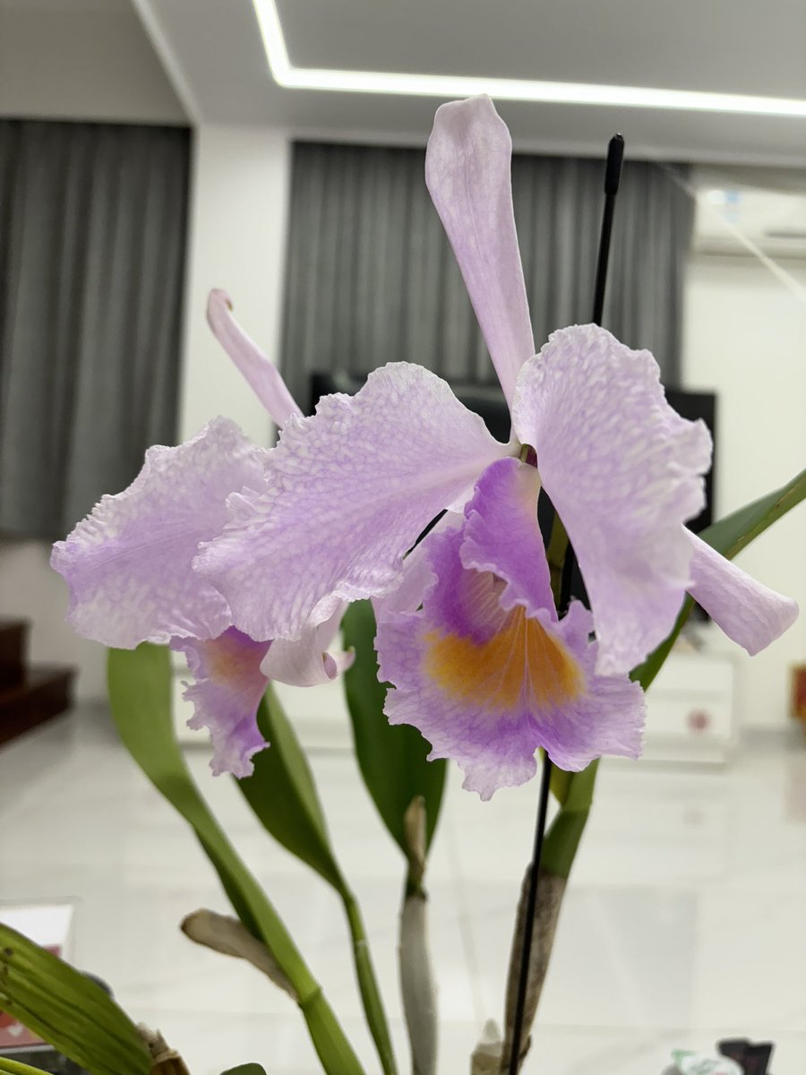 XikaiYan's tweet photo. C. schroederae https://t.co/lJaIY8z14S