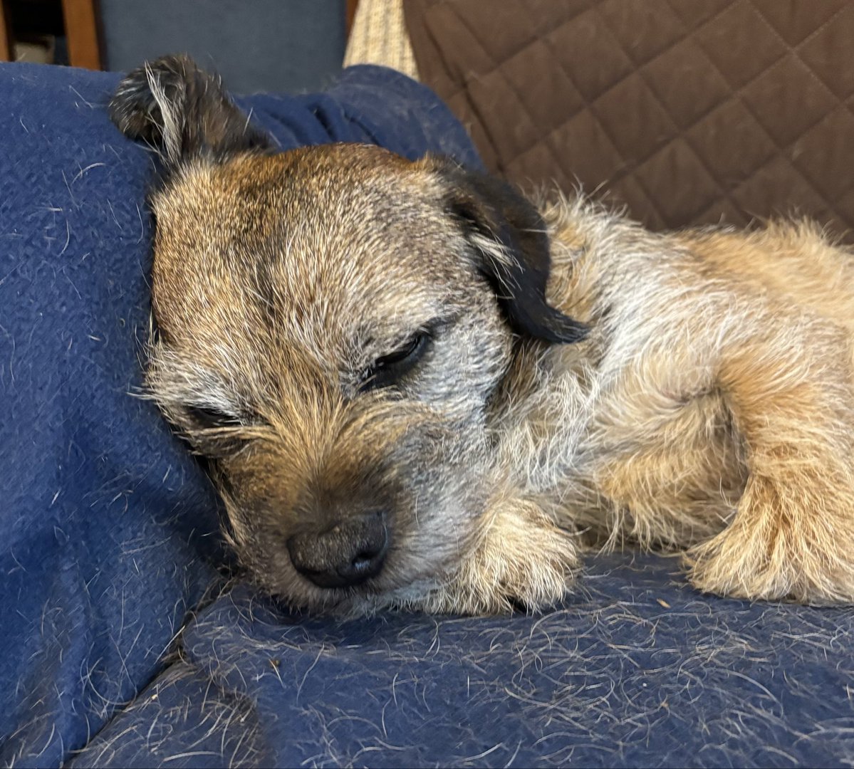 Frodo the Terrierist tweet media