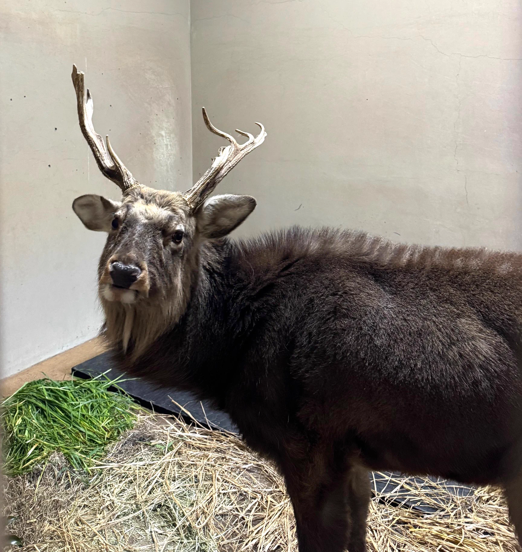 上野動物園［公式］ on X: 