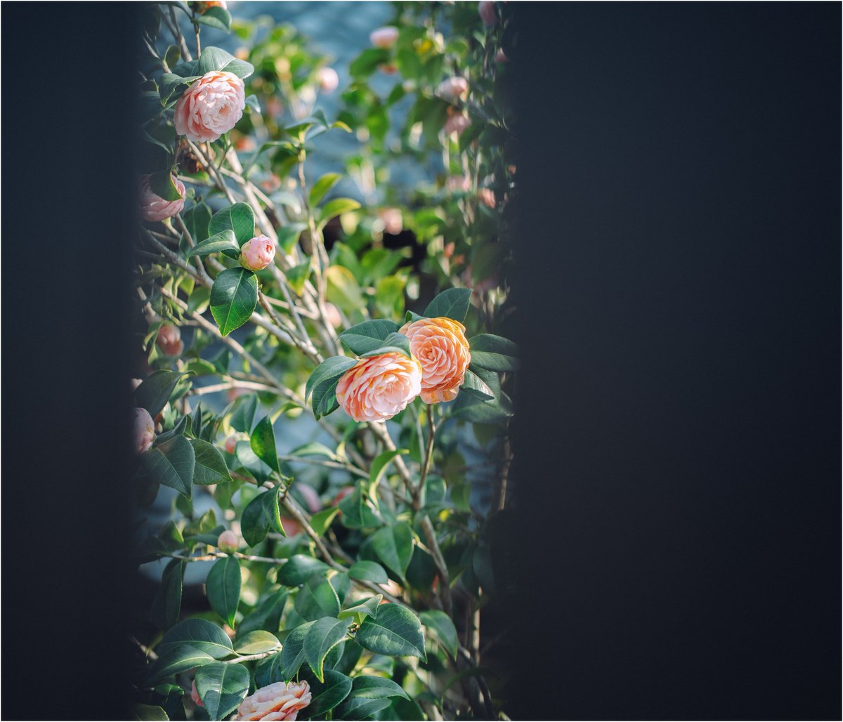 KEITH INOUE tweet media