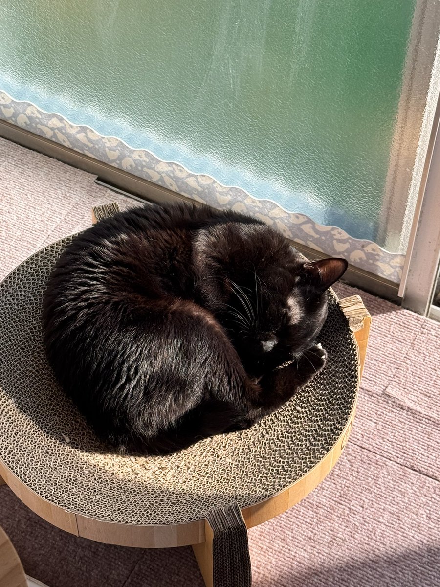 猫ちゃん tweet media