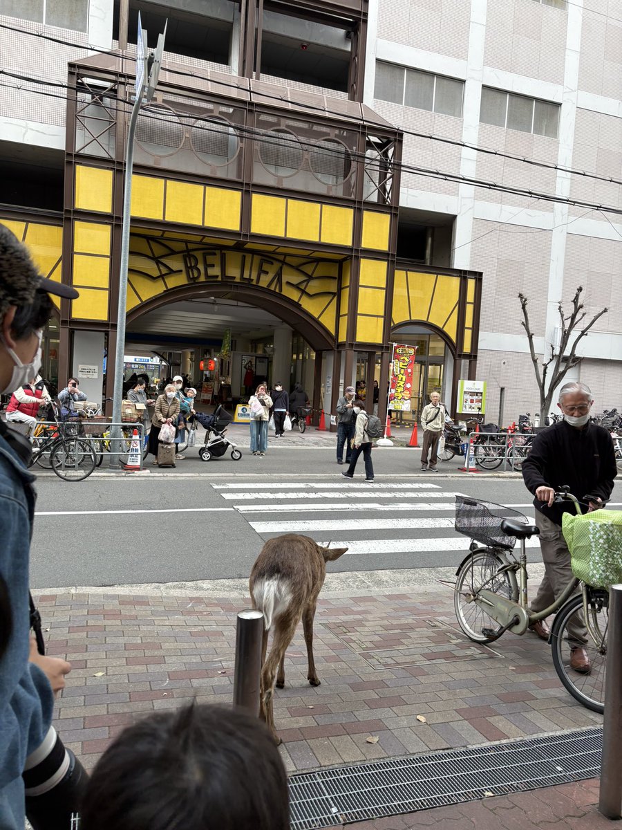 なんこつがすき@青スト250🥟🐸🍠🍒👼 tweet media