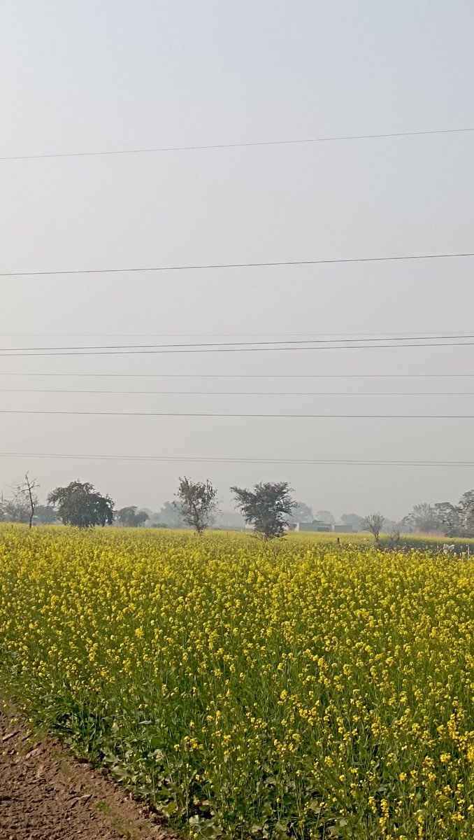 Malika Rushda 🍁🇵🇸 tweet media