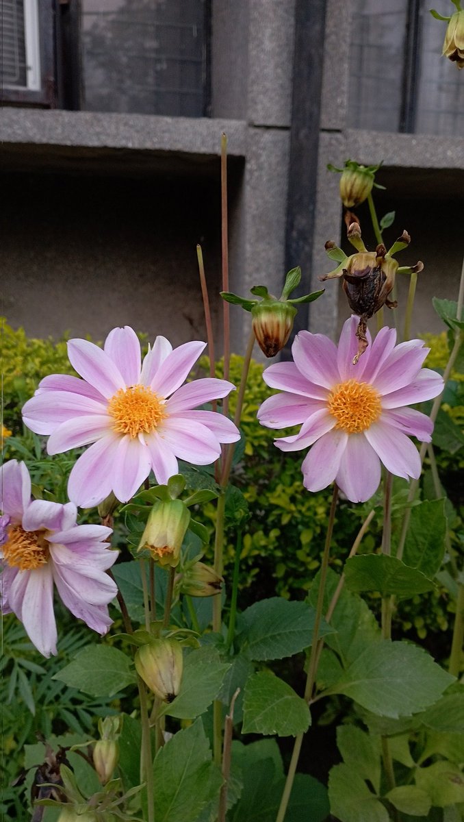 Malika Rushda 🍁🇵🇸 tweet media