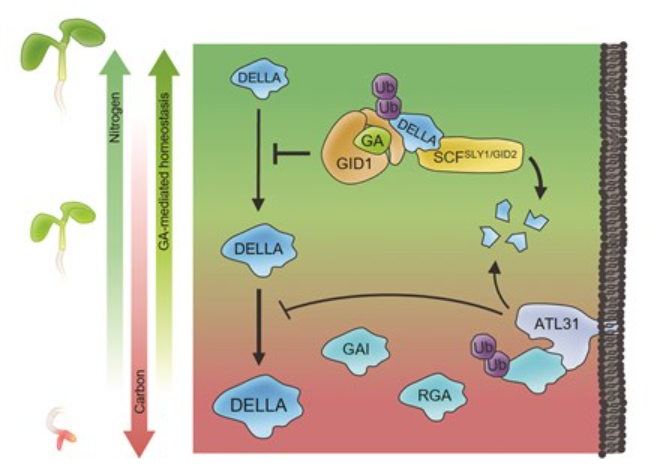 TrujilloLab's tweet photo. Interesting paper on the degradation of DELLAS (gibberellin pathway) by a plasma membrane localized E3 ubiquitin ligase to regulate growth under C/N imbalance #proteostasis
https://t.co/Tt7Ld4wK9G https://t.co/C47SD00EMy