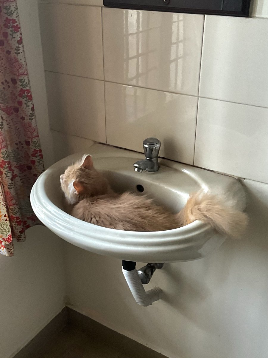 Kilimeen tweet media