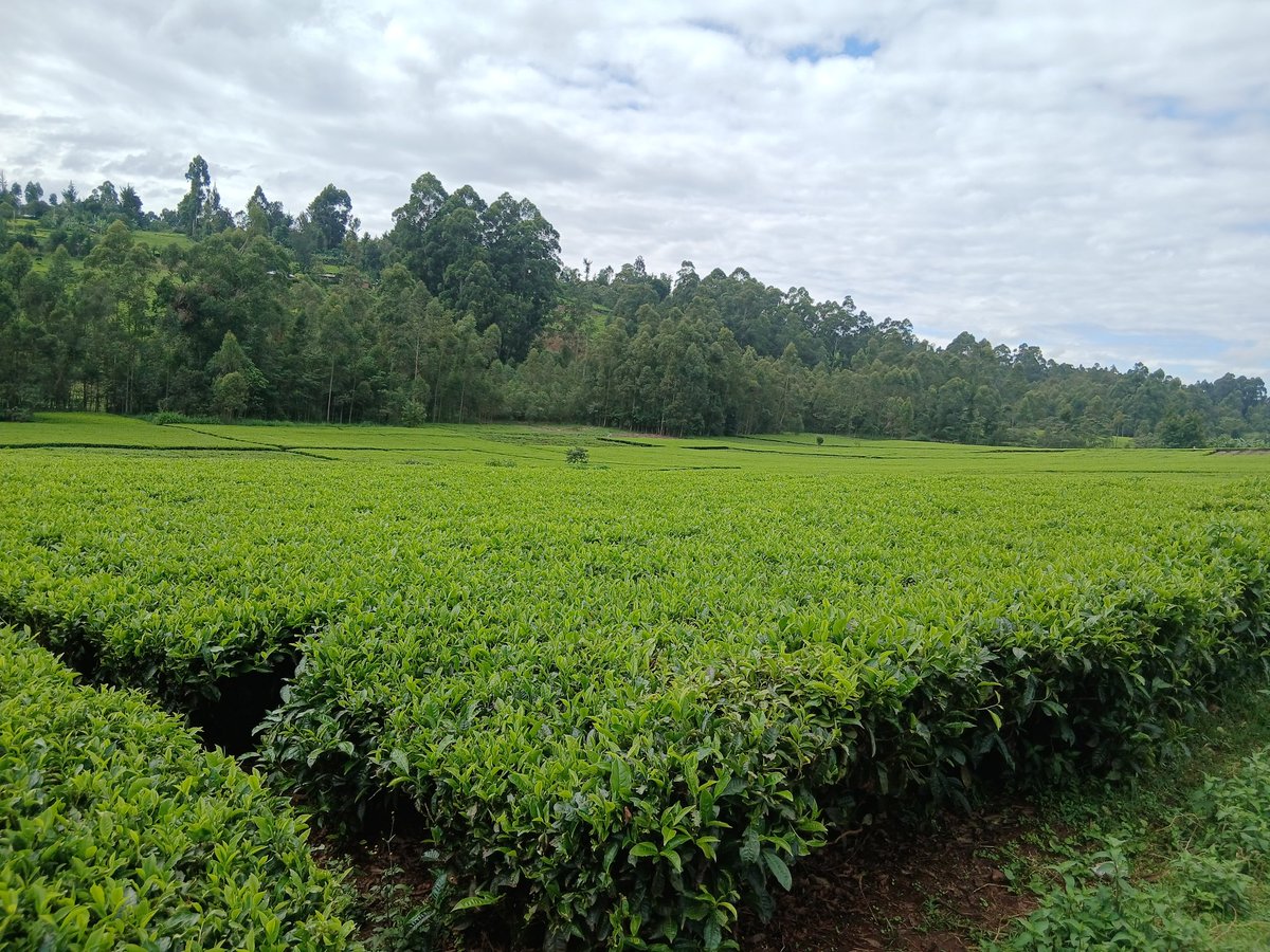 CHEBOSENGERE👑 tweet media