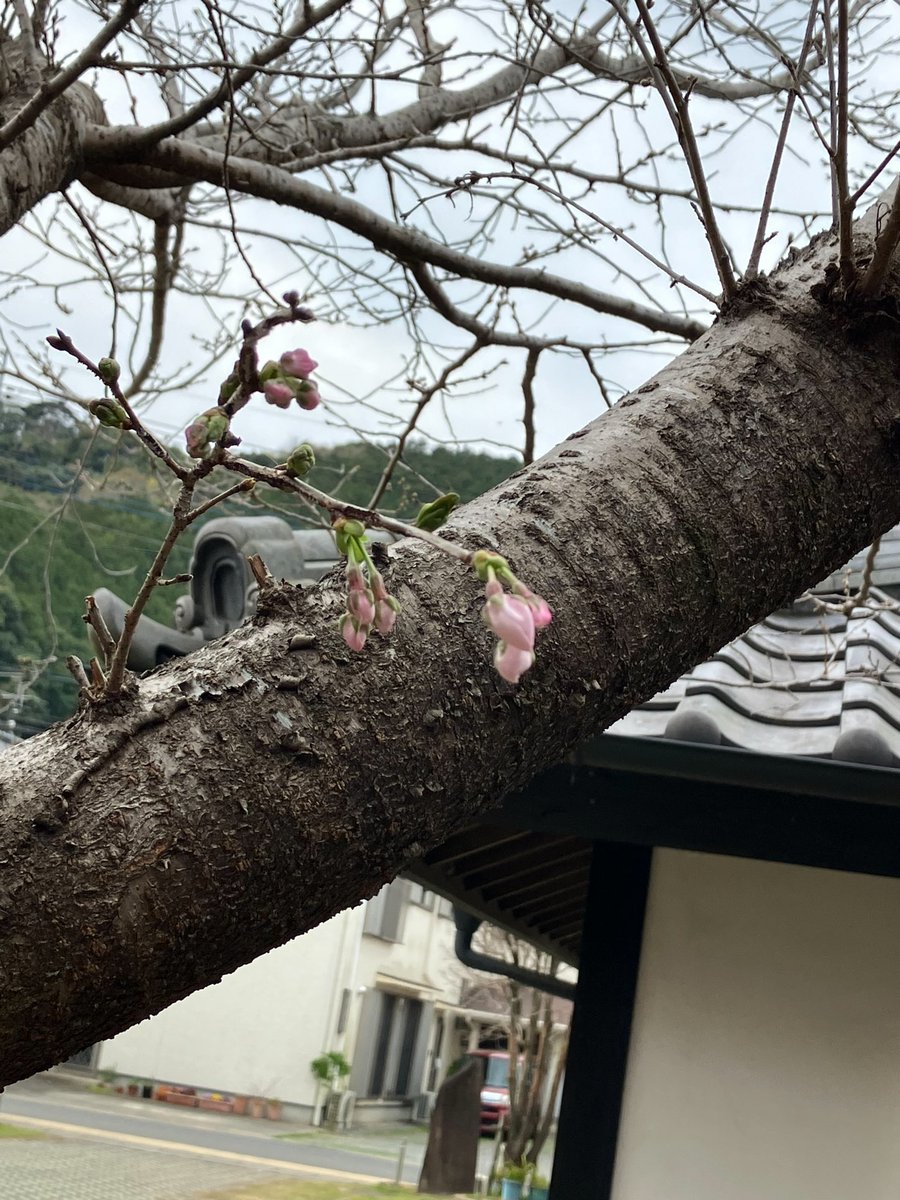 ひし美ゆり子 tweet media