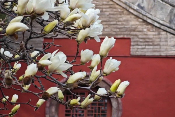 Taian of China tweet media