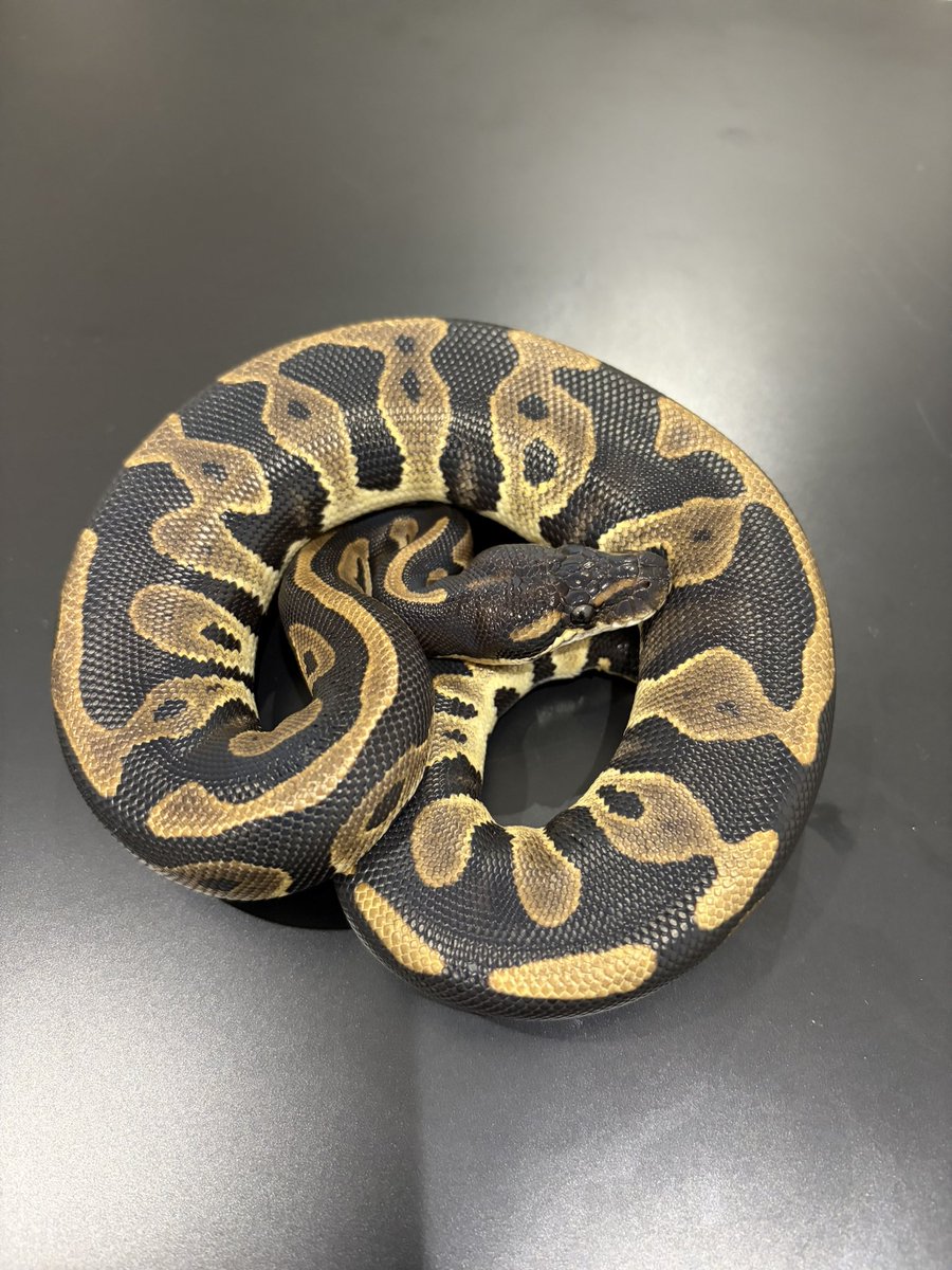 810lasucivia tweet media