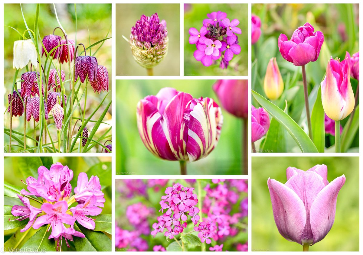 VenetiaJane's Garden tweet media