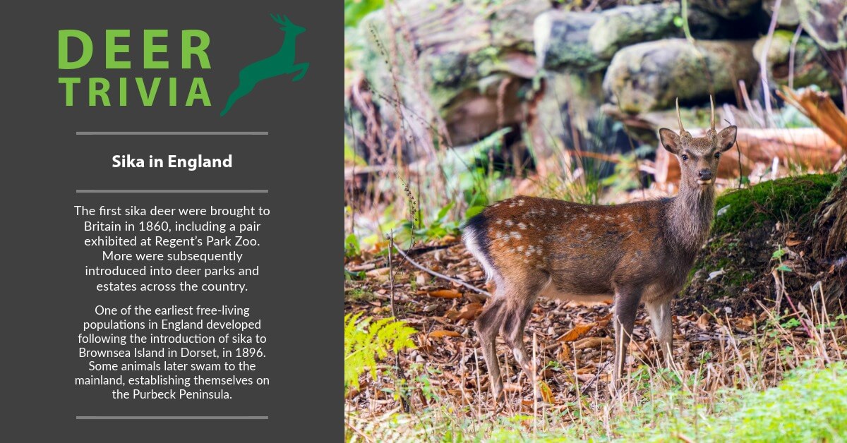 British Deer Society (BDS) tweet media