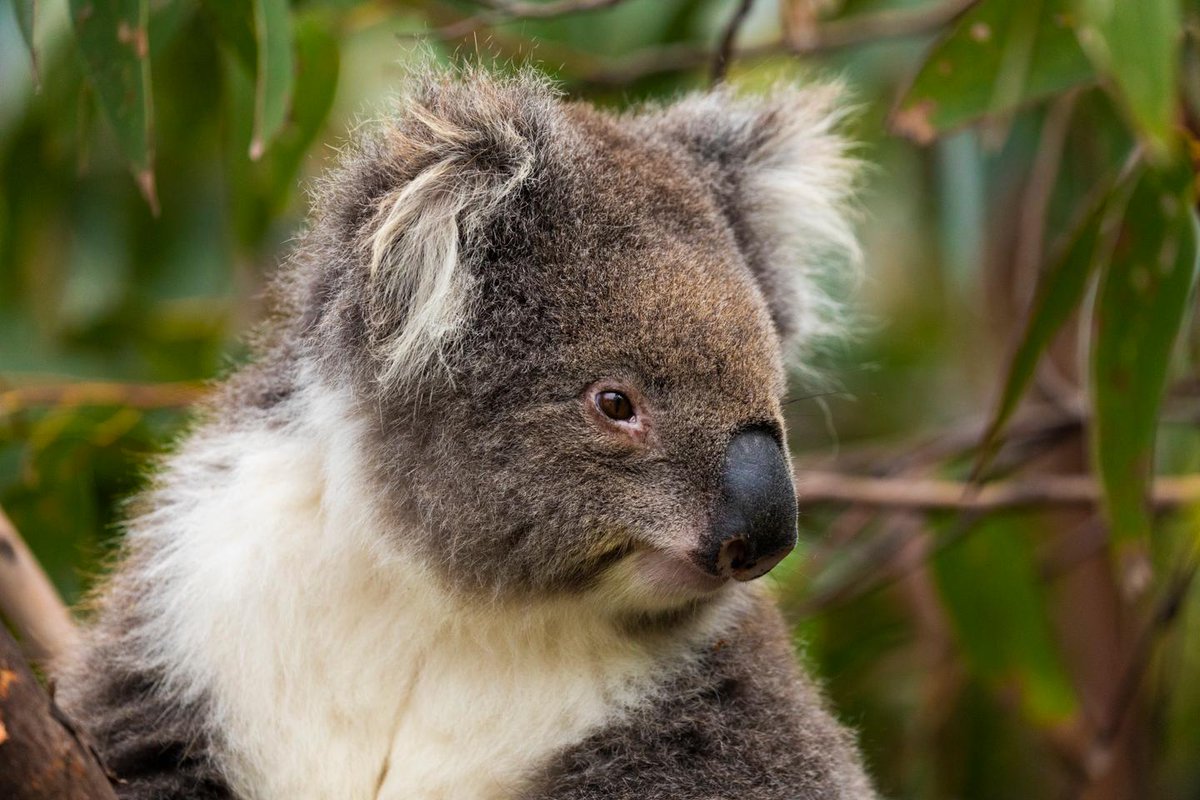 Vetitude's tweet image. 🐨 Les #koalas de l’Etat australien de Victoria, miraculés génétiques

ow.ly/8CNe50Yxs3A