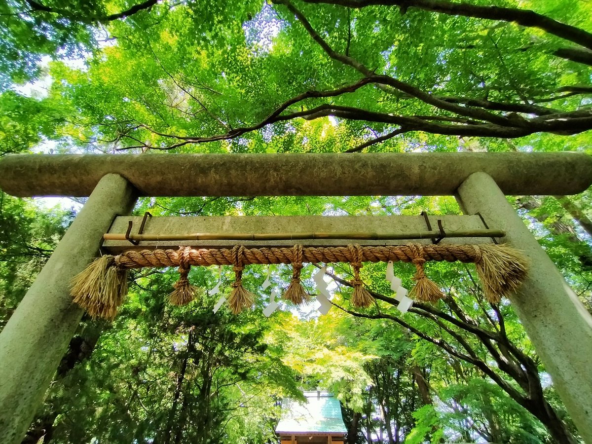 旅先での写真 tweet media