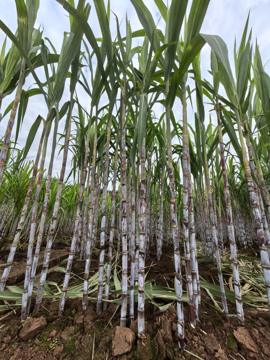 melissa tudor tweet media