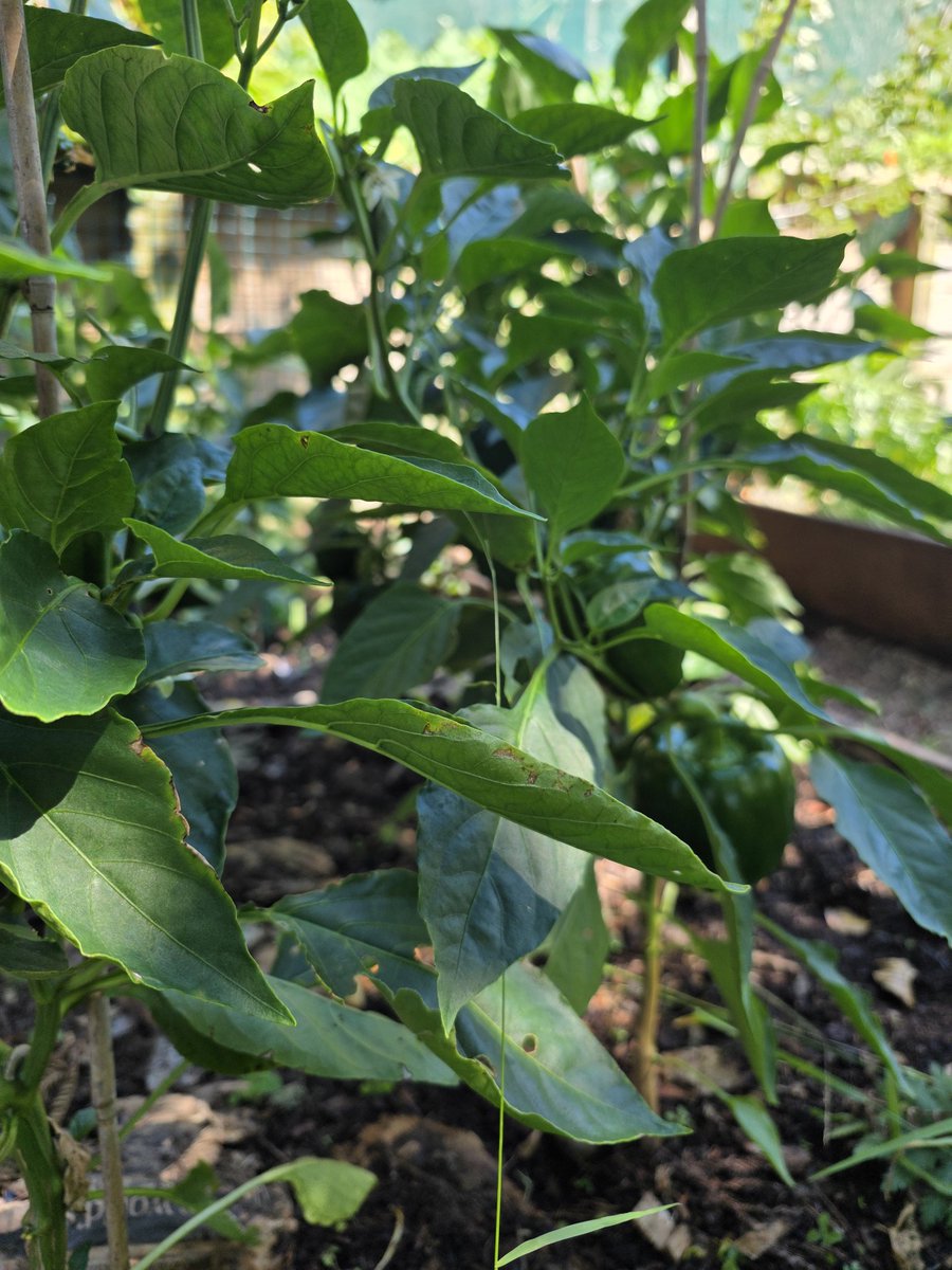 Shona Glentworth tweet media