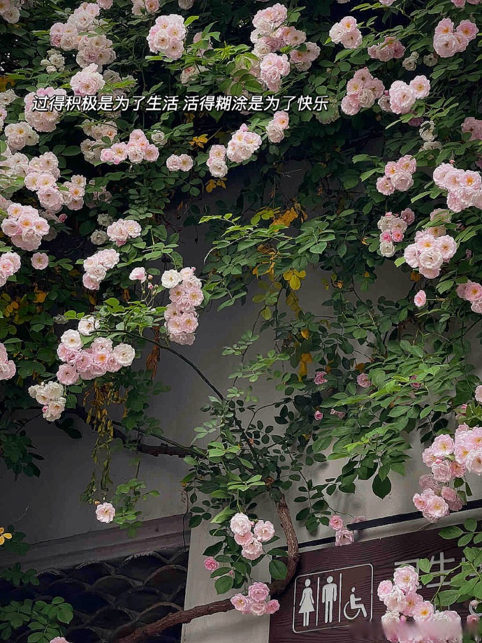 Stefano Schwannauer tweet media