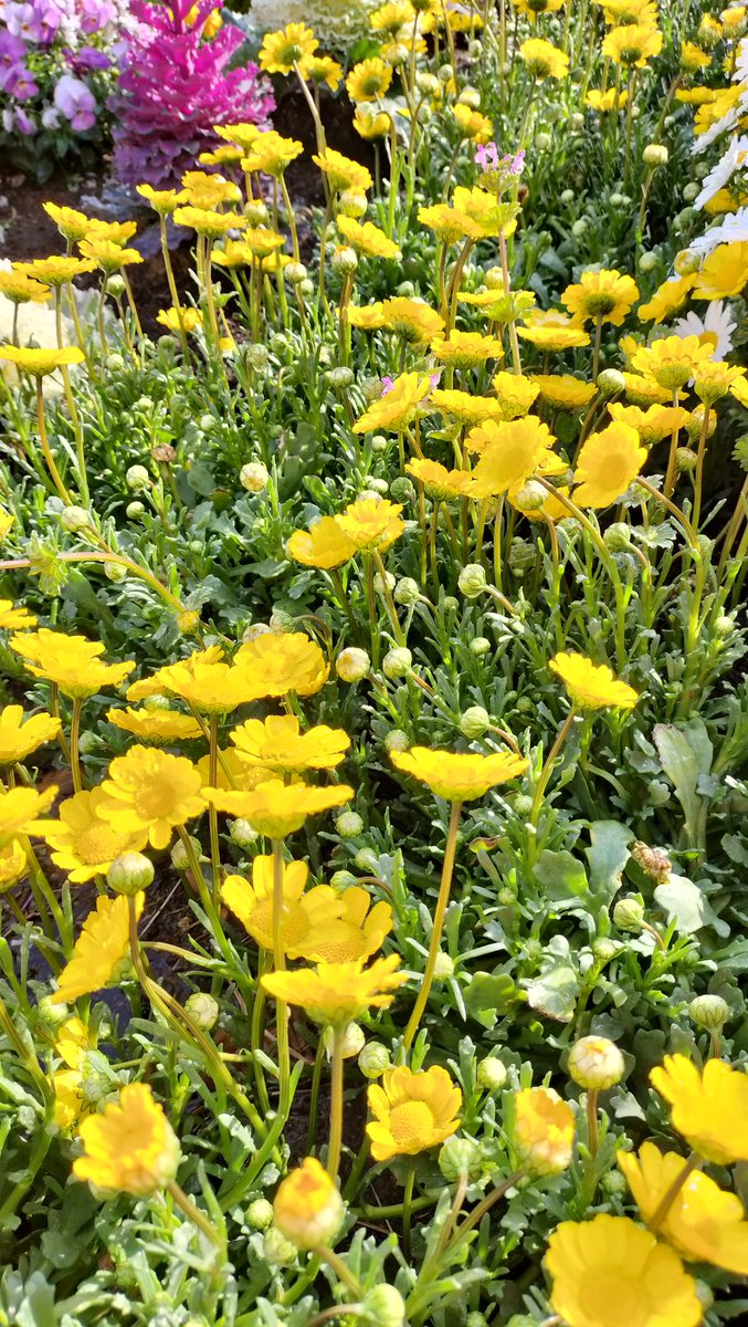 アルール@Utako tweet media