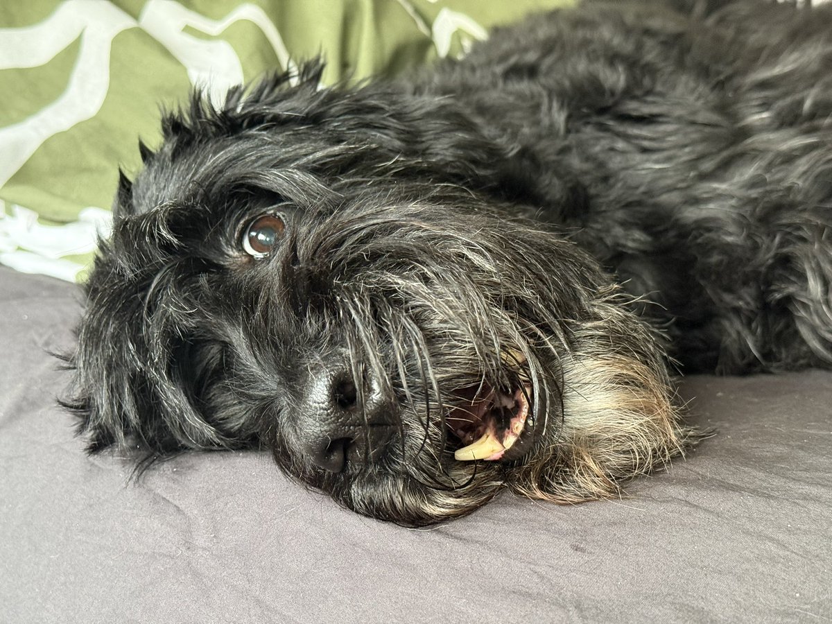 Лисец tweet media