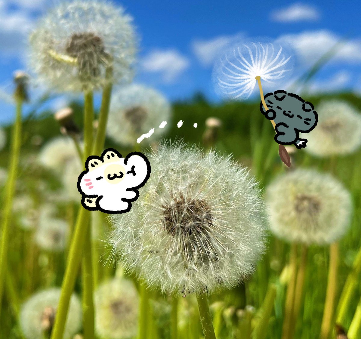 마니미니모 tweet media