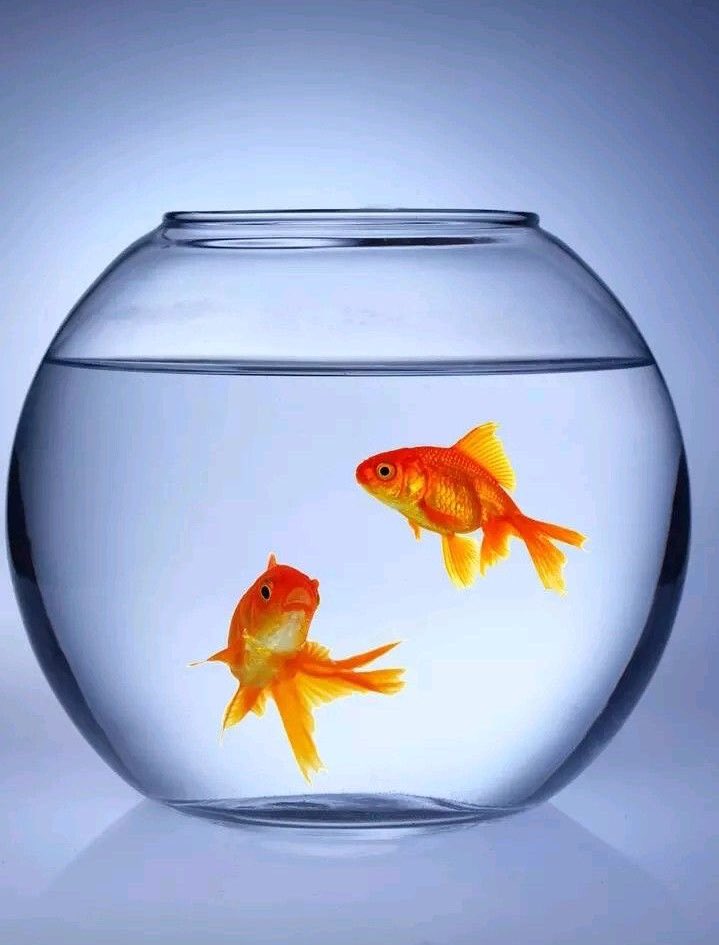 If I told you about a giant goldfish, you’d probably raise an eyebrow. After all, the goldfish most of us know lives in a small bowl on a shelf, delicate, decorative, and decidedly tiny. But here’s what aquariums don’t tell you, goldfish, like many fish species, grow in direct