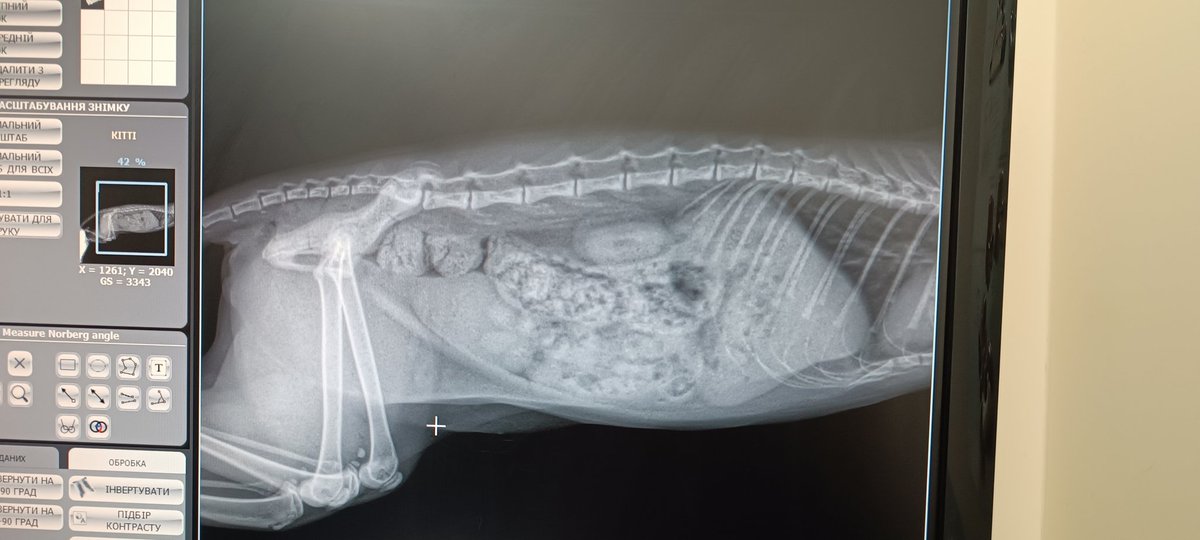 Привіт! Звертаюся до вас за допомогою..
В нашій маленькій родині сталась велика проблема, як ви знаєте ми Кітті взяли з вулиці і в неї були з самого початку проблеми з походом в туалет 
Ми відвели її до лікаря, зробили знімки і виявили старий перелом на хребті, через який в неї