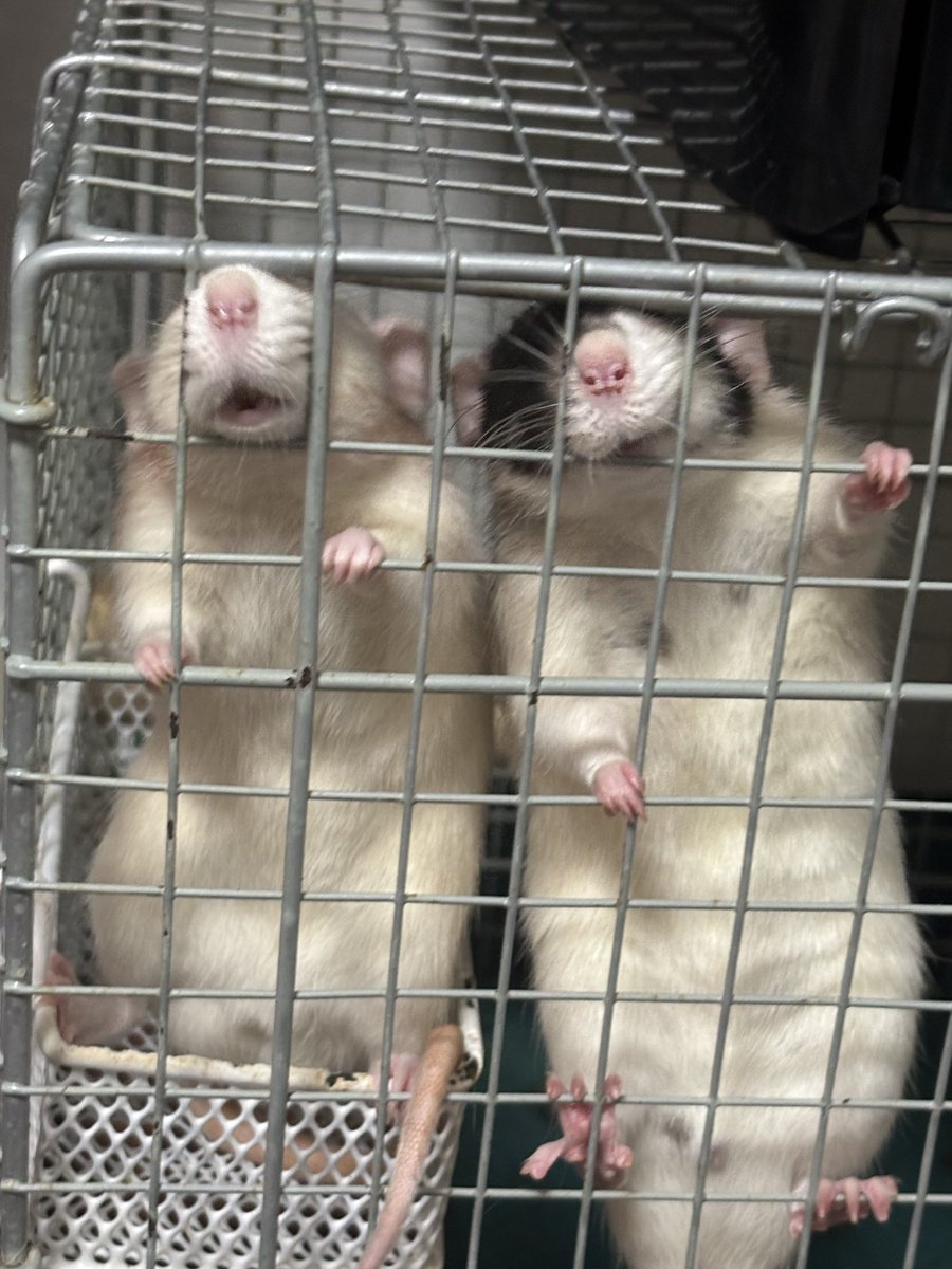 りんな tweet media