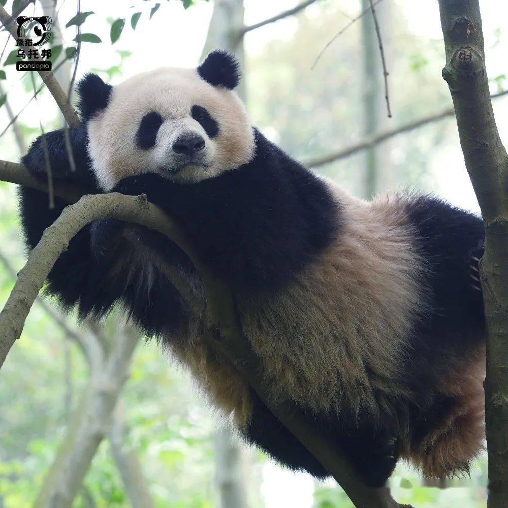 momen ali tweet media