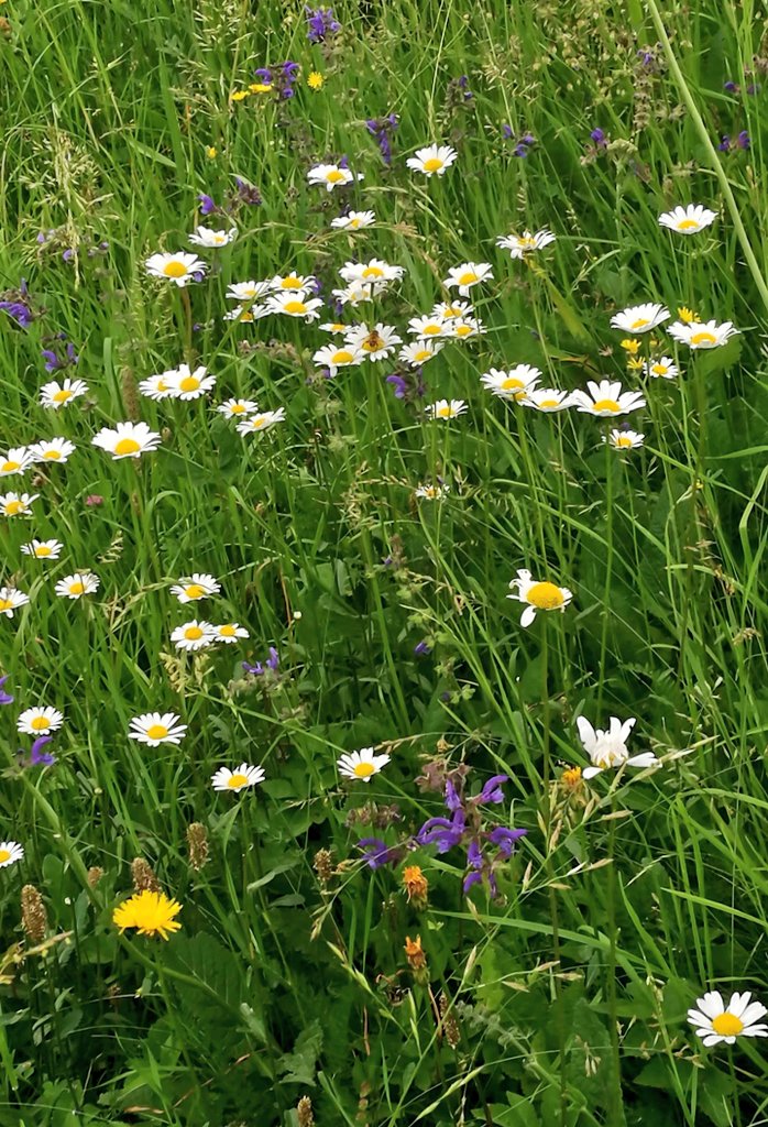 lilliflo' tweet media