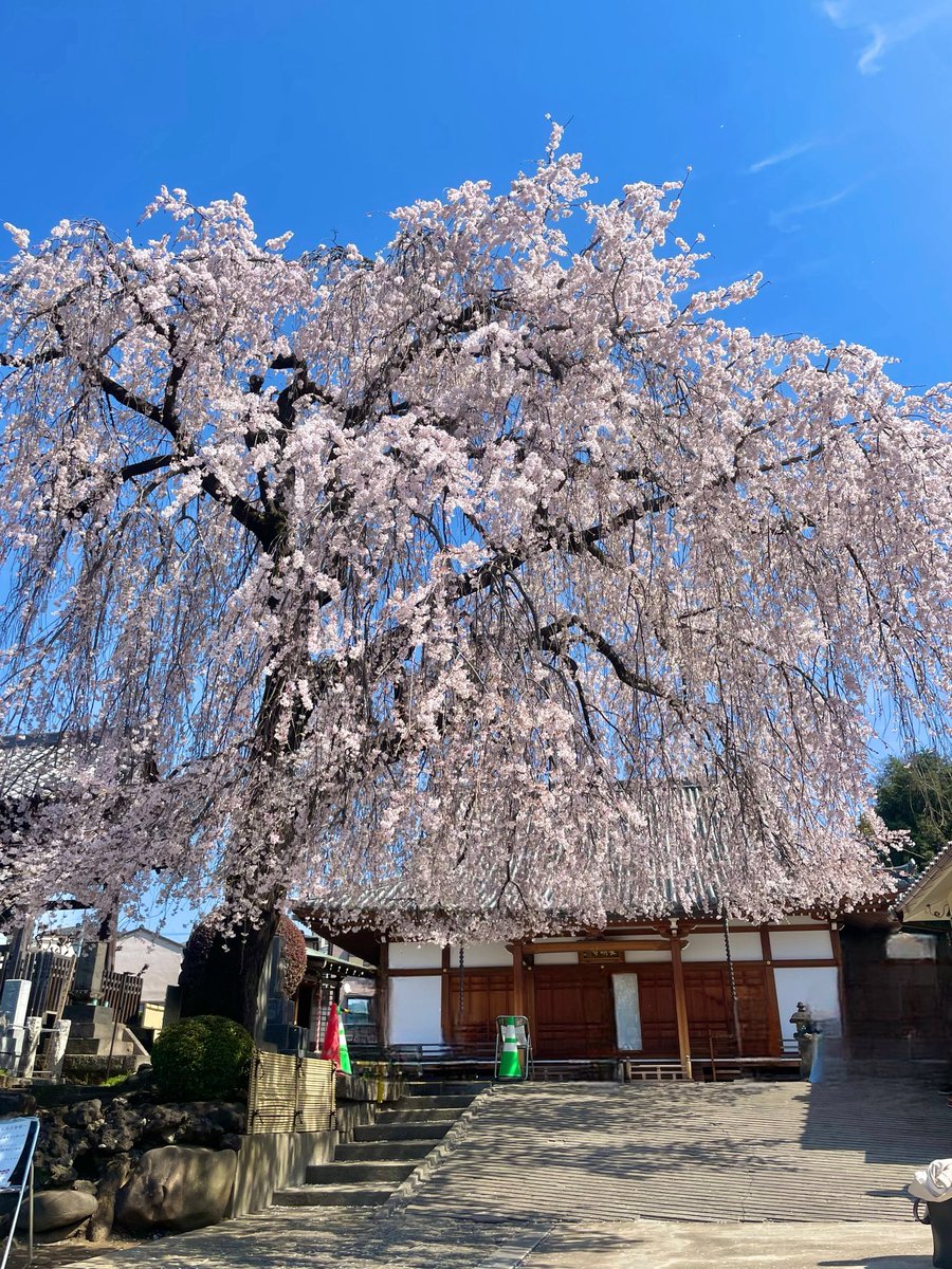 上野案内所 UENO Information Center【公式】 tweet media