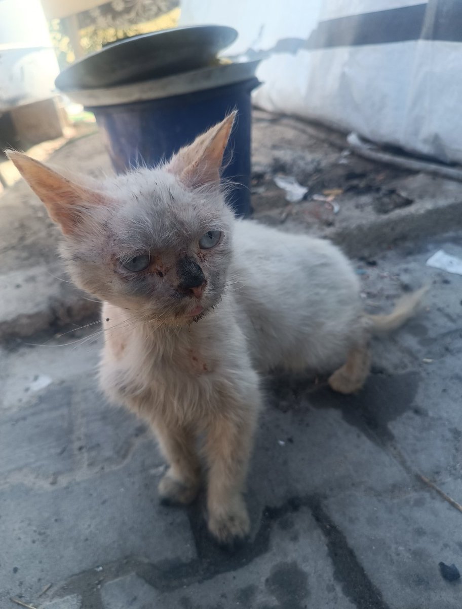 Yousef in Gaza 🇵🇸 tweet media