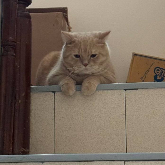 บุ๋งงี่ ૮₍ ˃ ⤙ ˂ ₎ა🥯✨ tweet media