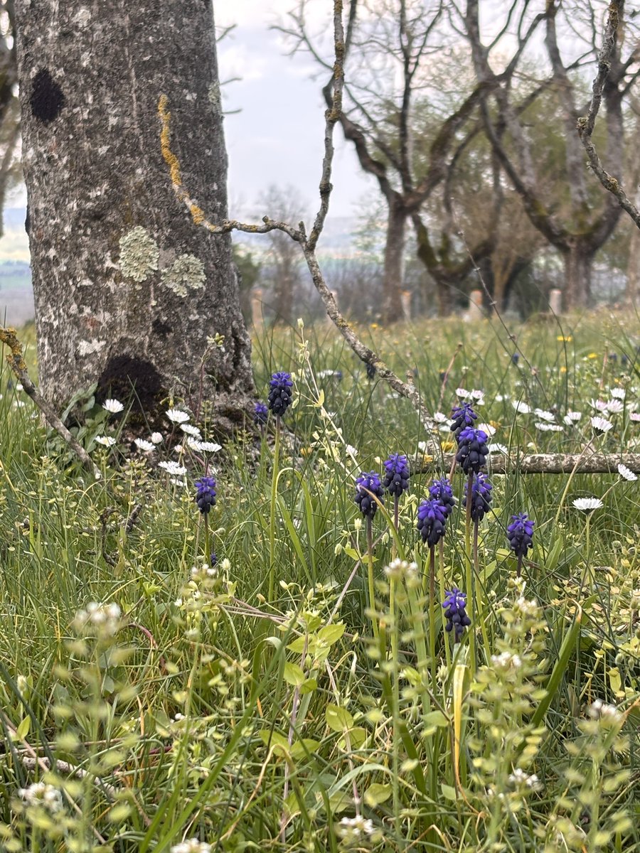 🇮🇹フィレンツェ発現地ツアーeasyfirenze tweet media