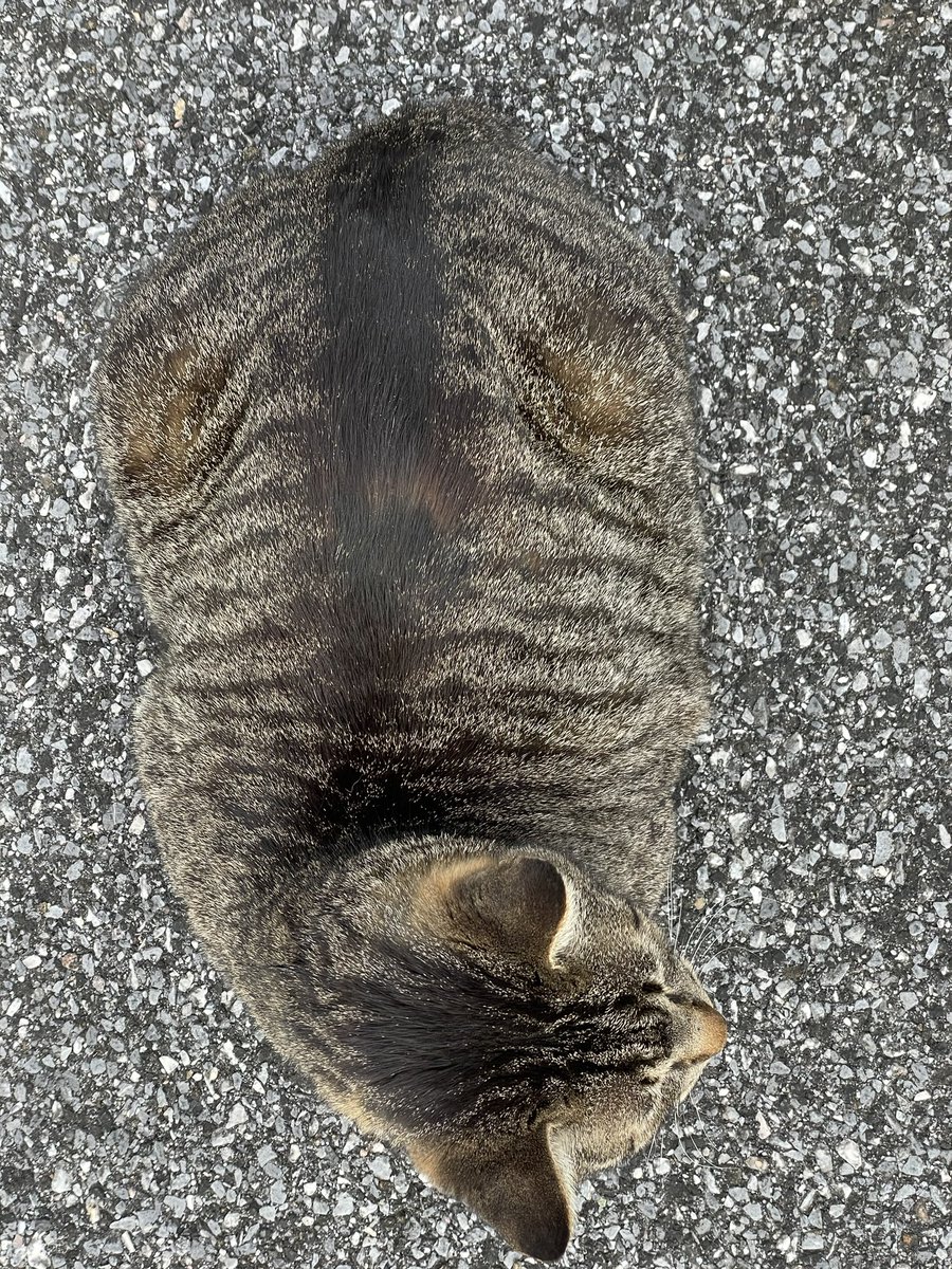 山下いくと@エヴァンゲリオンANIMA全5巻 tweet media