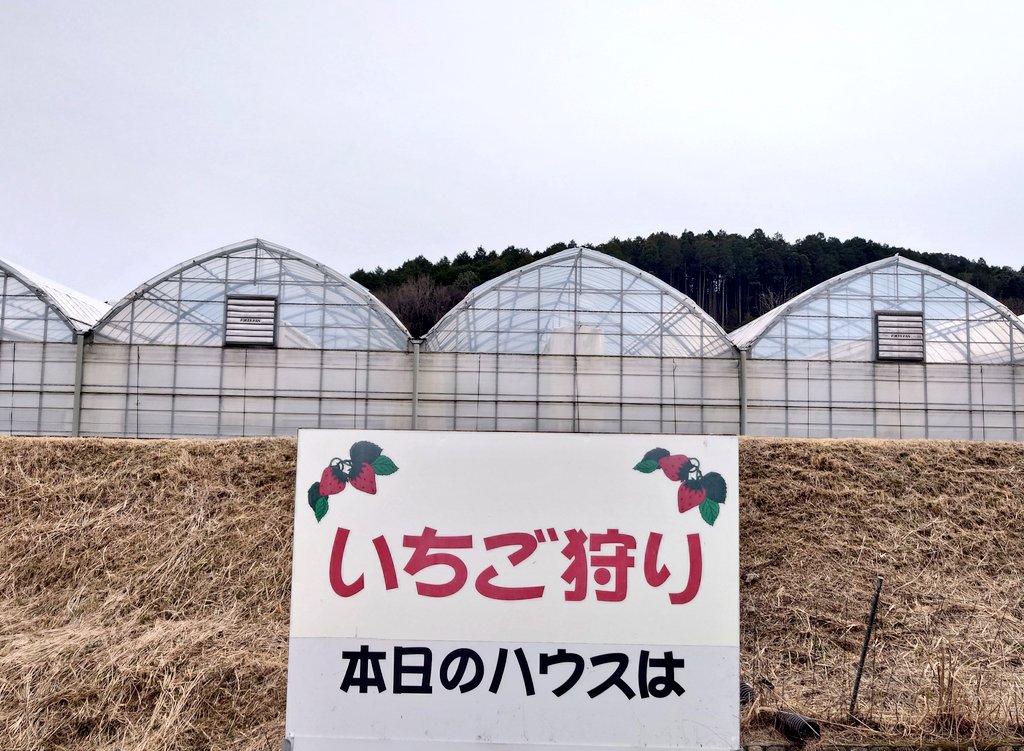 多治見市廿原町、廿原ええのお いちご狩りはしませんでしたが、苺を