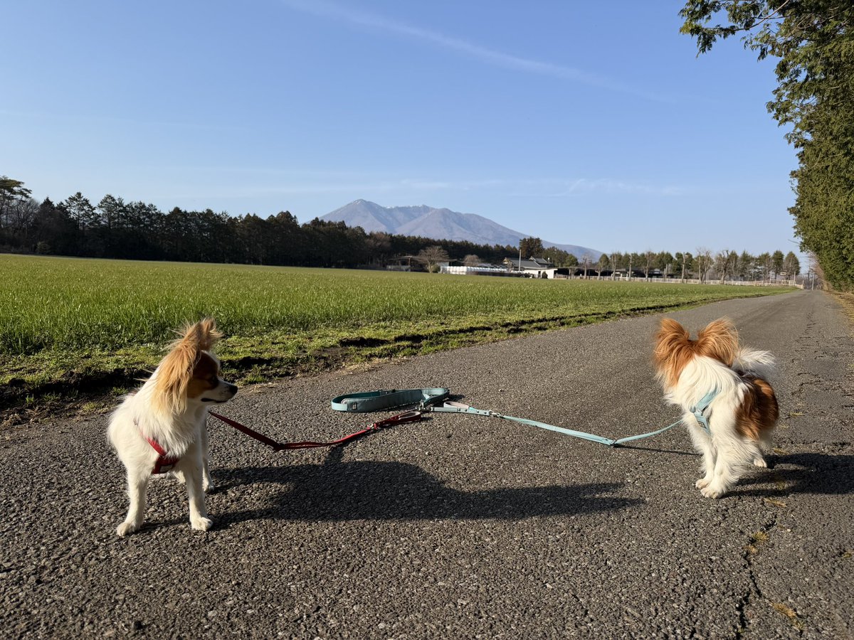 那須暮らしのにゃこ tweet media