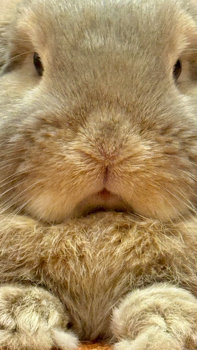 おいしいプリン tweet media