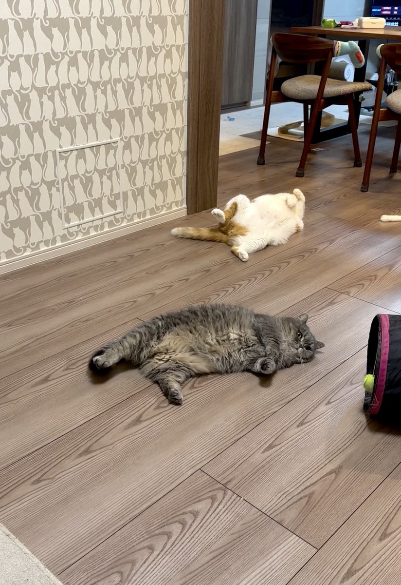 亀ぽま🐢 tweet media