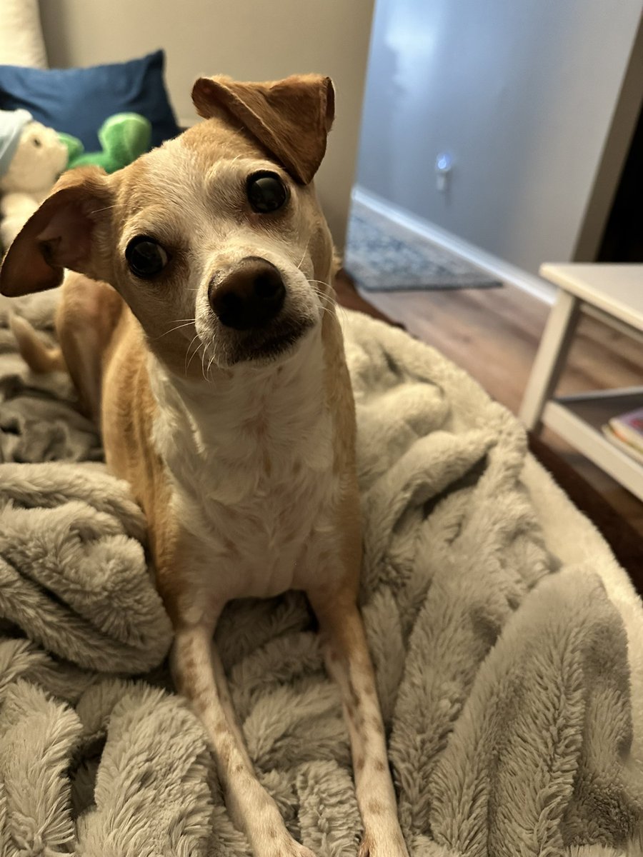 Finnegan 🇨🇦Angel Cooper🌈 and Andria 🇨🇦🐶😇 tweet media