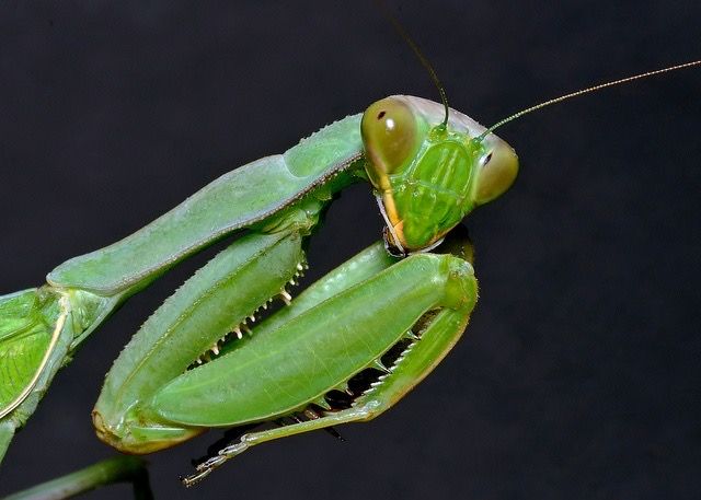 Ghost_Mark tweet media