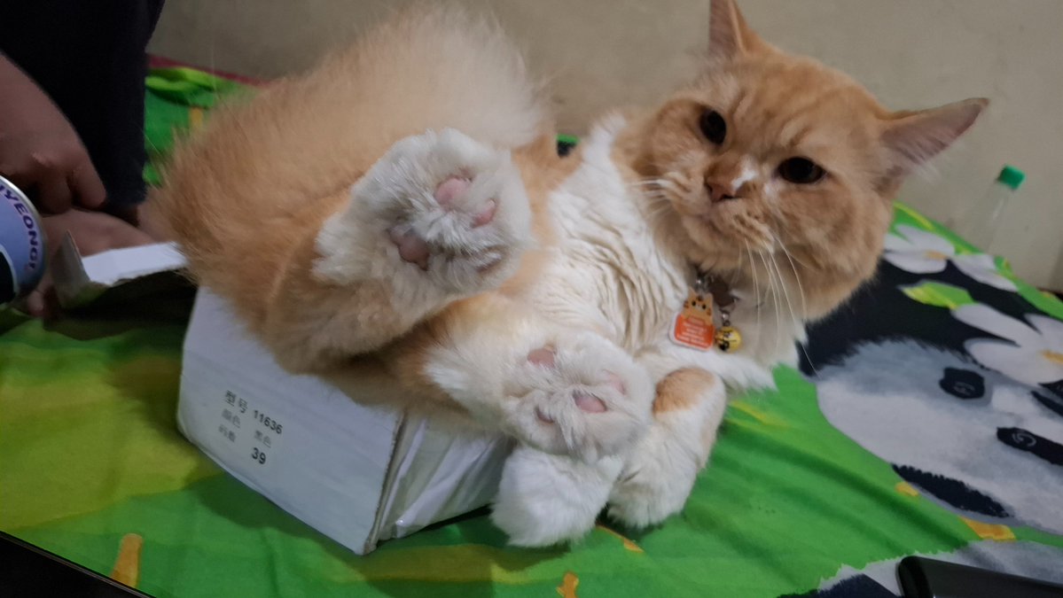 Arthur-nya mas Jawa tweet media