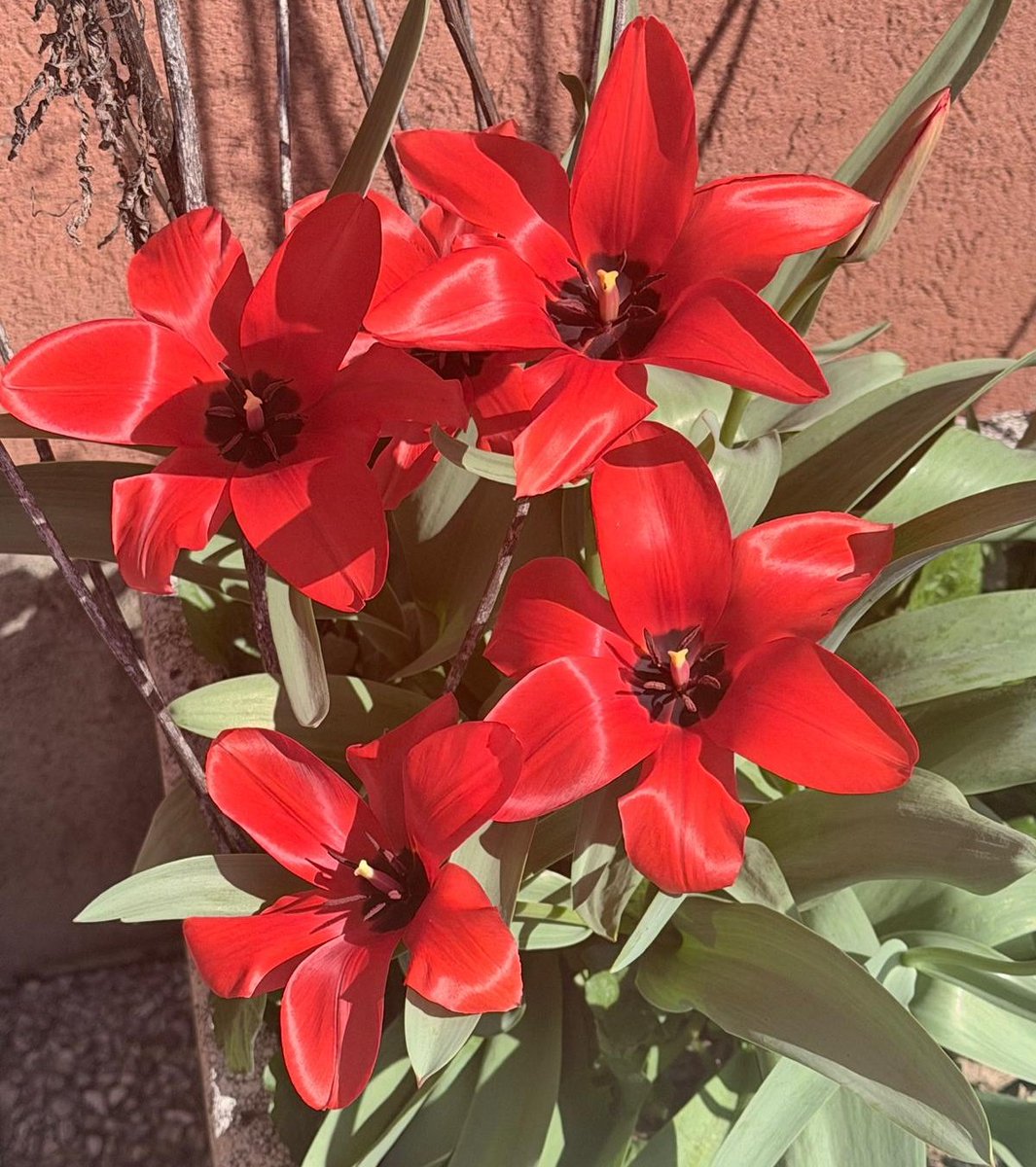 LoredanaStella's tweet image. C'è qualcosa di magico in un fiore che torna. Come una promessa mantenuta.
#buongiorno #primavera #goodmorning  #buonagiornoatutti  #martedì 
#foto mia📸 #samsunggalaxys26